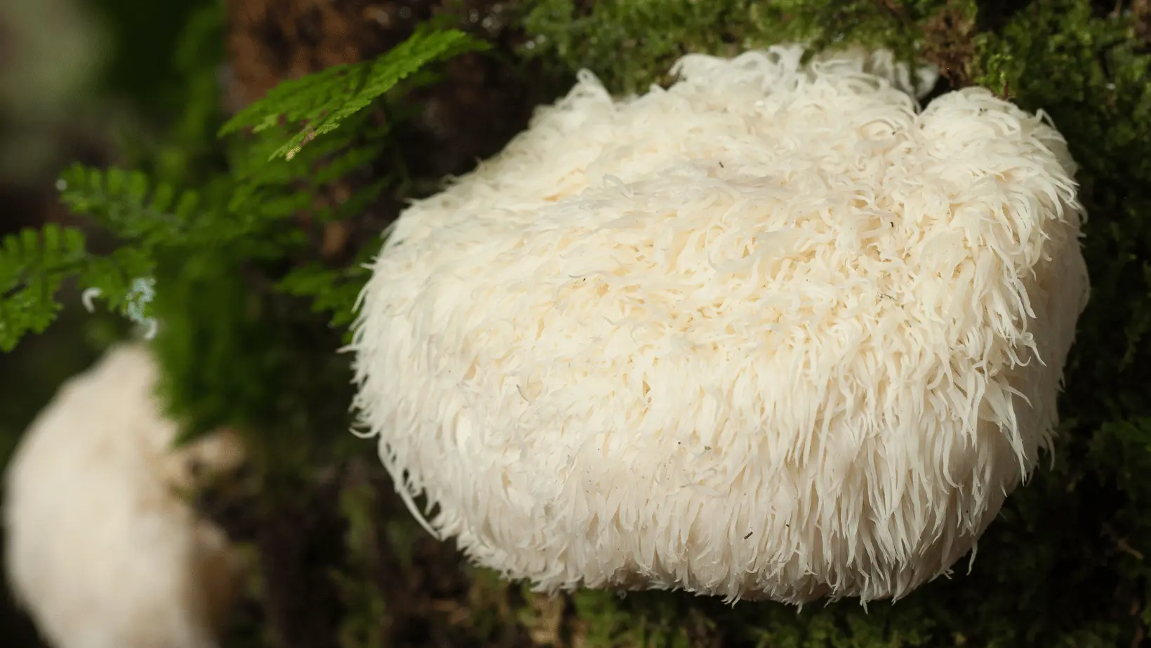 You are currently viewing What is Lions Mane Mushroom?